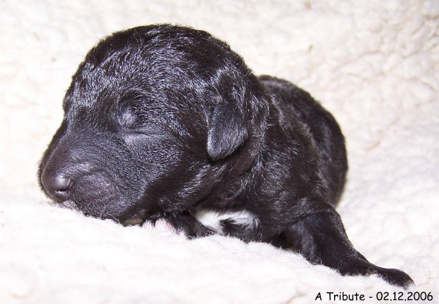 2-Ruede 1 - 02.12.2006-4A.jpg